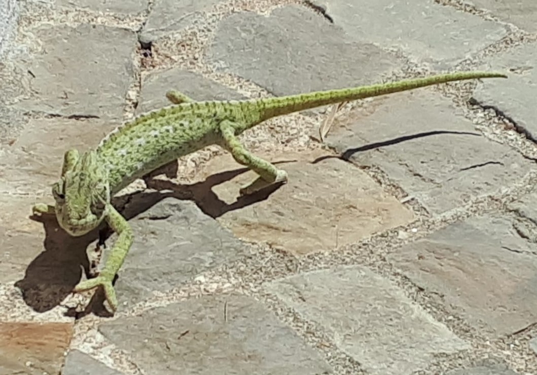 July 2022: Happy Chameleon