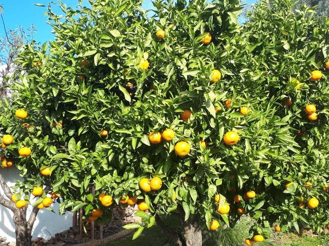 November 2018: First own mandarins!