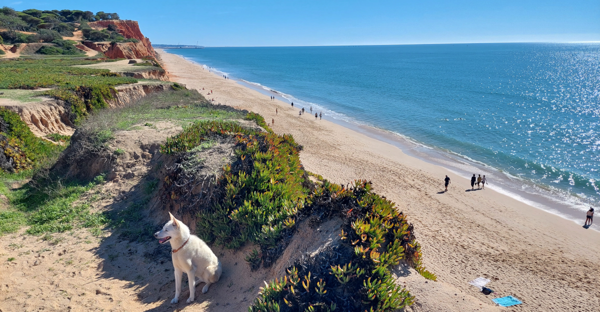 December 2024: Newsletter - Best Beach in the World